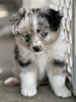 Blue Merle Female 2 , a female Miniature Australian Shepherd and Toy Australian Shepherd for sale in Tolar, TX – 2 of 6