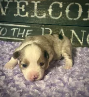 BMM 1, a male Miniature Australian Shepherd and Toy Australian Shepherd for sale in Tolar, TX – 2 of 2