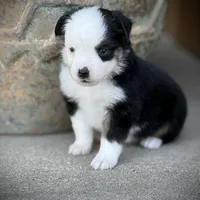 BLK TRI-2, a male Miniature Australian Shepherd and Toy Australian Shepherd for sale in Tolar, TX – Photo 8 of 9