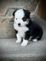 BLK TRI-2, a male Miniature Australian Shepherd and Toy Australian Shepherd for sale in Tolar, TX – Photo 4 of 5