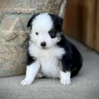 BLK TRI-2, a male Miniature Australian Shepherd and Toy Australian Shepherd for sale in Tolar, TX – Photo 5 of 9