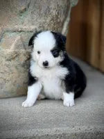 BLK TRI-2, a male Miniature Australian Shepherd and Toy Australian Shepherd for sale in Tolar, TX – Photo 1 of 5