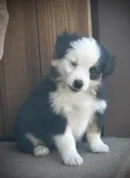 BLK TRI-2, a male Miniature Australian Shepherd and Toy Australian Shepherd for sale in Tolar, TX – Photo 2 of 9