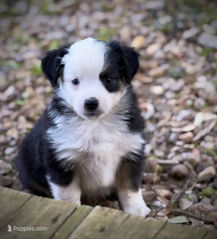 BLK TRI-2 – Miniature Australian Shepherd, Toy Australian Shepherd puppy for sale in Tolar, TX