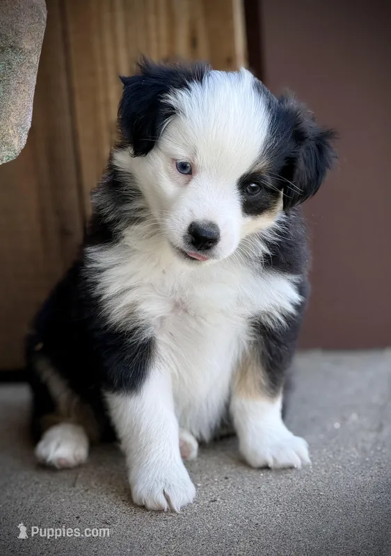 BLK TRI-2 – Miniature Australian Shepherd, Toy Australian Shepherd puppy for sale in Tolar, TX