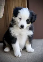 BLK TRI-2, a male Miniature Australian Shepherd and Toy Australian Shepherd for sale in Tolar, TX – Photo 1 of 9