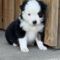 BLK TRI-2, a male Miniature Australian Shepherd and Toy Australian Shepherd for sale in Tolar, TX – Photo 9 of 9