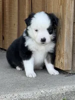 BLK TRI-2, a male Miniature Australian Shepherd and Toy Australian Shepherd for sale in Tolar, TX – Photo 5 of 5