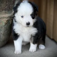 BLK TRI-2, a male Miniature Australian Shepherd and Toy Australian Shepherd for sale in Tolar, TX – Photo 7 of 9
