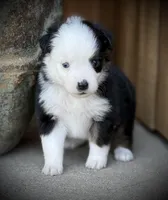 BLK TRI-2, a male Miniature Australian Shepherd and Toy Australian Shepherd for sale in Tolar, TX – Photo 3 of 5
