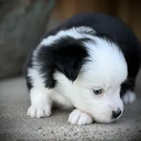 BLK TRI-2, a male Miniature Australian Shepherd and Toy Australian Shepherd for sale in Tolar, TX – Photo 6 of 9