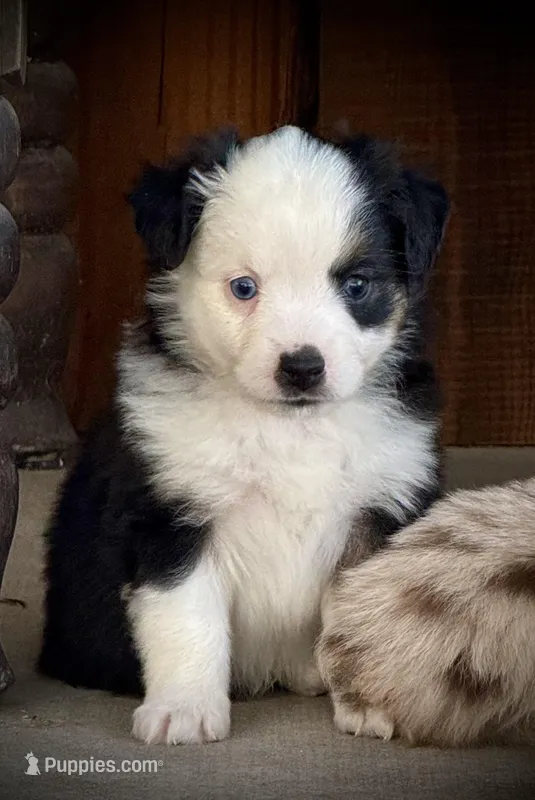 BLK TRI-2 – Miniature Australian Shepherd, Toy Australian Shepherd puppy for sale in Tolar, TX