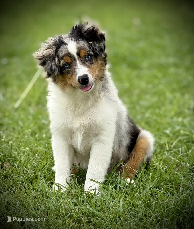 BMM – Miniature Australian Shepherd, Toy Australian Shepherd puppy for sale in Tolar, TX