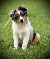 BMM, a male Miniature Australian Shepherd and Toy Australian Shepherd for sale in Tolar, TX – 1 of 10