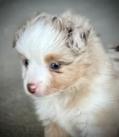 RMM-1, a male Miniature Australian Shepherd and Toy Australian Shepherd for sale in Tolar, TX – Photo 4 of 8