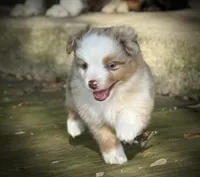 RMM-1, a male Miniature Australian Shepherd and Toy Australian Shepherd for sale in Tolar, TX – Photo 3 of 8