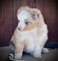 RMM-1, a male Miniature Australian Shepherd and Toy Australian Shepherd for sale in Tolar, TX – Photo 2 of 8