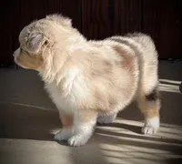 RMM-1, a male Miniature Australian Shepherd and Toy Australian Shepherd for sale in Tolar, TX – Photo 6 of 8