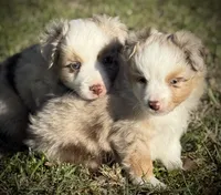 RMM-1, a male Miniature Australian Shepherd and Toy Australian Shepherd for sale in Tolar, TX – Photo 7 of 8