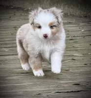 RMM-1, a male Miniature Australian Shepherd and Toy Australian Shepherd for sale in Tolar, TX – Photo 8 of 8