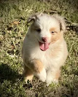 RMM-1, a male Miniature Australian Shepherd and Toy Australian Shepherd for sale in Tolar, TX – Photo 5 of 8