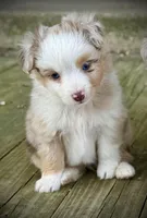 RMM-1, a male Miniature Australian Shepherd and Toy Australian Shepherd for sale in Tolar, TX – Photo 1 of 8