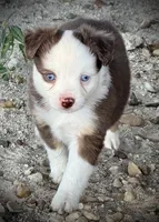 Red Tri Female , a female Miniature Australian Shepherd and Toy Australian Shepherd for sale in Tolar, TX – 4 of 5