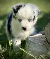 BMF-2, a female Miniature Australian Shepherd and Toy Australian Shepherd for sale in Tolar, TX – Photo 2 of 3