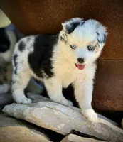 BMF-2, a female Miniature Australian Shepherd and Toy Australian Shepherd for sale in Tolar, TX – Photo 3 of 3