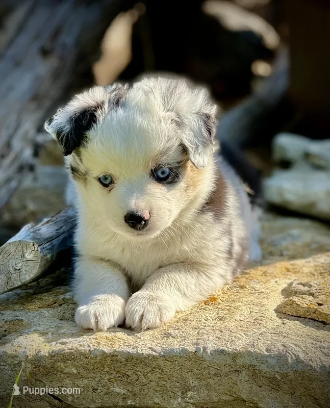 BMF-2, a female Miniature Australian Shepherd and Toy Australian Shepherd for sale in Tolar, TX – Photo 1 of 3