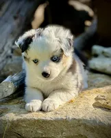 BMF-2, a female Miniature Australian Shepherd and Toy Australian Shepherd for sale in Tolar, TX – Photo 1 of 3