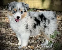 BMF , a female Toy Australian Shepherd for sale in Tolar, TX – 8 of 10