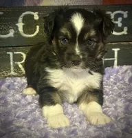BTM , a male Miniature Australian Shepherd and Toy Australian Shepherd for sale in Tolar, TX – 7 of 8