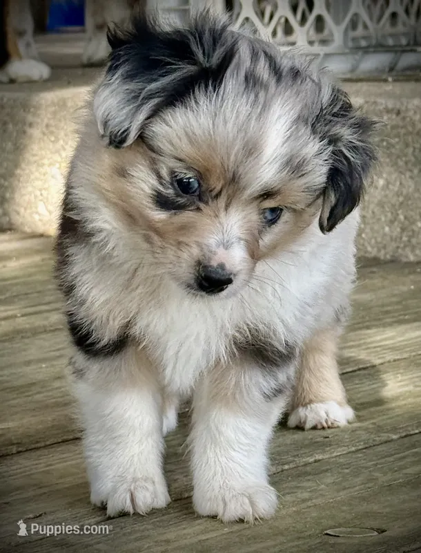 Blue Merle Female 2  – Miniature Australian Shepherd, Toy Australian Shepherd puppy for sale in Tolar, TX