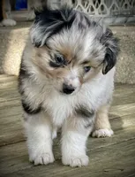 Blue Merle Female 2 , a female Miniature Australian Shepherd and Toy Australian Shepherd for sale in Tolar, TX – 1 of 6
