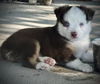 Red Tri Female , a female Miniature Australian Shepherd and Toy Australian Shepherd for sale in Tolar, TX – 3 of 5