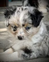 Blue Merle Female 2 , a female Miniature Australian Shepherd and Toy Australian Shepherd for sale in Tolar, TX – 3 of 6