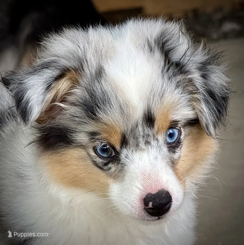 BMF  – Toy Australian Shepherd puppy for sale in Tolar, TX