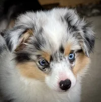 BMF , a female Toy Australian Shepherd for sale in Tolar, TX – 1 of 10
