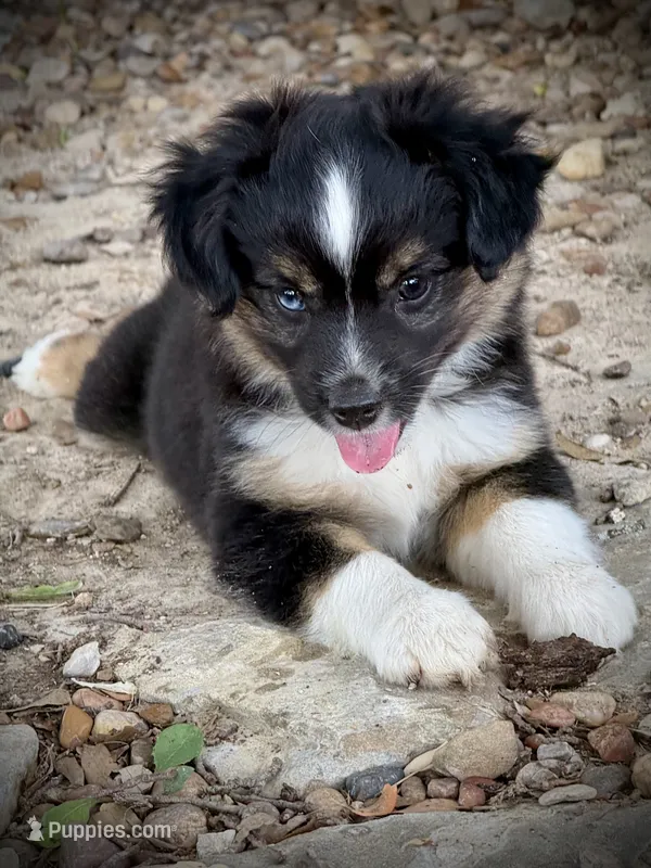 BTM  – Miniature Australian Shepherd, Toy Australian Shepherd puppy for sale in Tolar, TX