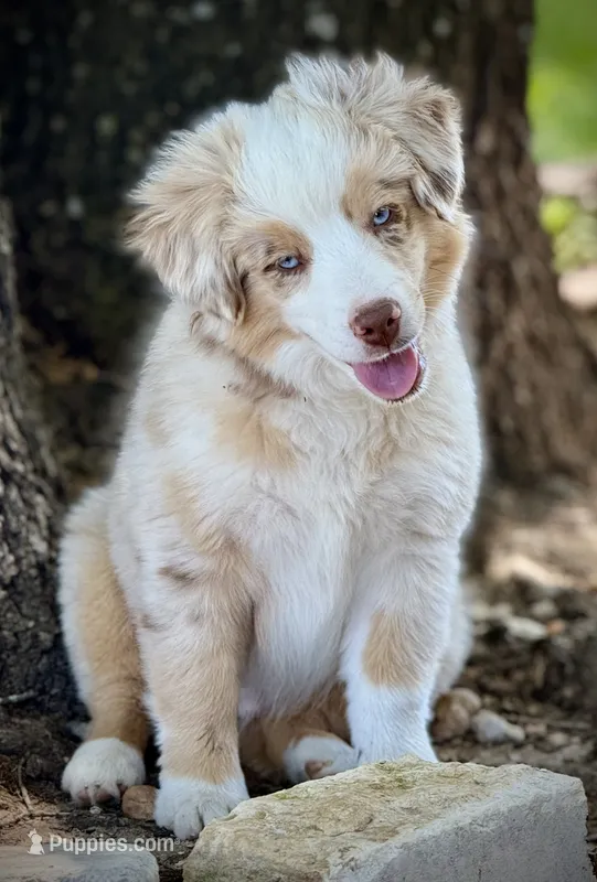 RMM-2  – Miniature Australian Shepherd, Toy Australian Shepherd puppy for sale in Tolar, TX