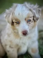 RMM-2 , a male Miniature Australian Shepherd and Toy Australian Shepherd for sale in Tolar, TX – Photo 1 of 8