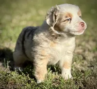 RMM-2 , a male Miniature Australian Shepherd and Toy Australian Shepherd for sale in Tolar, TX – Photo 3 of 6