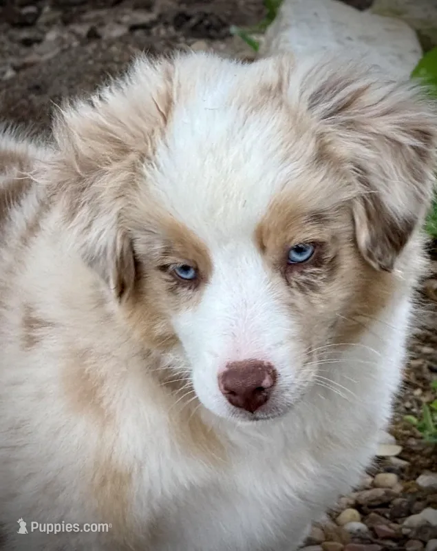 RMM-2  – Miniature Australian Shepherd, Toy Australian Shepherd puppy for sale in Tolar, TX