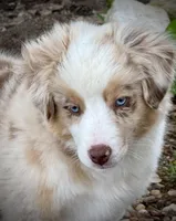 RMM-2 , a male Miniature Australian Shepherd and Toy Australian Shepherd for sale in Tolar, TX – Photo 1 of 7