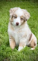RMM-2 , a male Miniature Australian Shepherd and Toy Australian Shepherd for sale in Tolar, TX – Photo 2 of 7