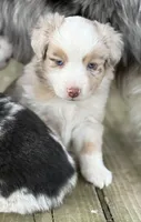 RMM-2 , a male Miniature Australian Shepherd and Toy Australian Shepherd for sale in Tolar, TX – Photo 1 of 6