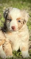 RMM-2 , a male Miniature Australian Shepherd and Toy Australian Shepherd for sale in Tolar, TX – Photo 2 of 6