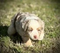 RMM-2 , a male Miniature Australian Shepherd and Toy Australian Shepherd for sale in Tolar, TX – Photo 5 of 6