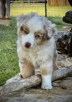 RMM-2 , a male Miniature Australian Shepherd and Toy Australian Shepherd for sale in Tolar, TX – Photo 2 of 8